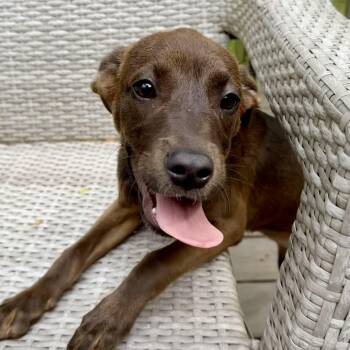 English Coonhound and Pit Bull Terrier Dogs Available for Adoption in Richmond, Virginia - Triscuit | PetCurious