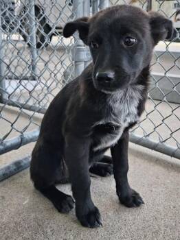 Rescue Shepherd Dogs for Adoption in Thousand Oaks, California - Remy -- LONGTIME RESIDENT! | PetCurious