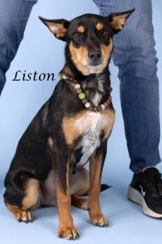 Liston -  Shepherd Dog for Adoption in Gilbert, Arizona - Liston | PetCurious