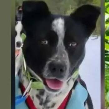 Husky Dogs Available for Adoption - Birdy | PetCurious