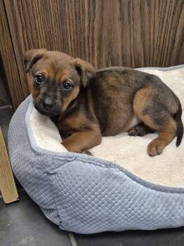 Rescue Labrador Retriever Dogs for Adoption in Woodstock, Ontario - Xena | PetCurious