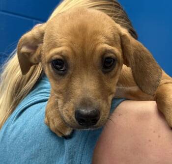 Aaliyah -  Miniature Pinscher Dog for Adoption in Golden, Colorado - Aaliyah | PetCurious