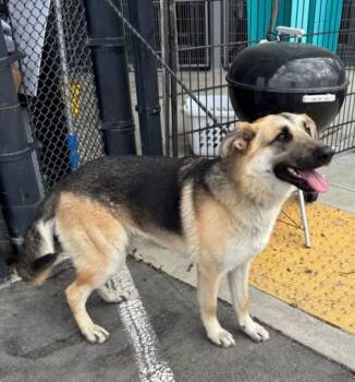 German Shepherd Dog Dogs Available for Adoption - JET | PetCurious