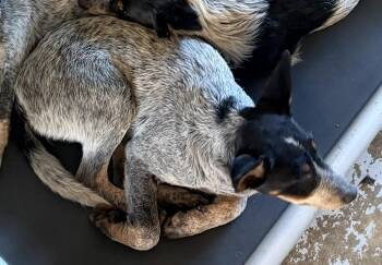 Morgan #197 -  Australian Cattle Dog Blue Heeler Dog for Adoption in New Lexington, Ohio - Morgan #197 | PetCurious