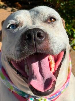 Nyla -  Pit Bull Terrier and Australian Cattle Dog Blue Heeler Dog for Adoption in Oregon, Wisconsin - Nyla | PetCurious