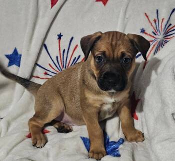Nelson -  Labrador Retriever Dog for Adoption in West Palm Beach, Florida - Nelson | PetCurious