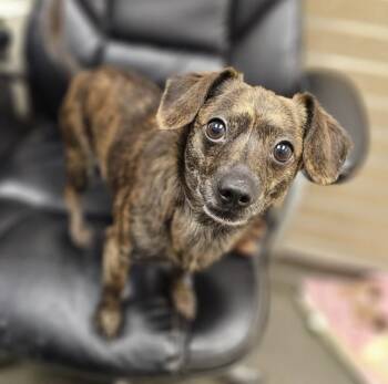 Chiweenie Dogs Available for Adoption - Tanner | PetCurious