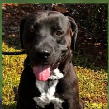 Rescue Black Labrador Retriever Dogs for Adoption in Rockaway, New Jersey - Jake SCAS | PetCurious