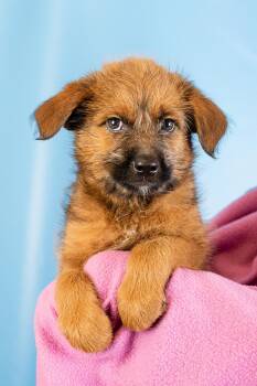 Aurora -  Shepherd and Terrier Dog for Adoption in Minneapolis, Minnesota - Aurora | PetCurious