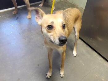 DAISY -  Rat Terrier and Mixed Breed Dog for Adoption in Tulsa, Oklahoma - DAISY | PetCurious