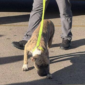 Terrier and Mixed Breed Dogs Available for Adoption - Salt | PetCurious