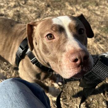 Mixed Breed Dogs Available for Adoption - Rebecca | PetCurious