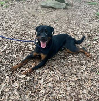 Rottweiler Dogs Available for Adoption in Deering, New Hampshire - Miso | PetCurious