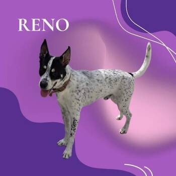 Reno -  Labrador Retriever and Pointer Dog for Adoption in York, Nebraska - Reno | PetCurious