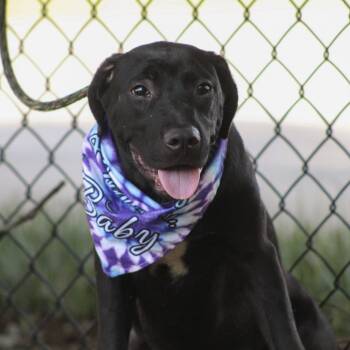 Talia -  Catahoula Leopard Dog and Labrador Retriever Dog for Adoption in Columbia, South Carolina - Talia | PetCurious