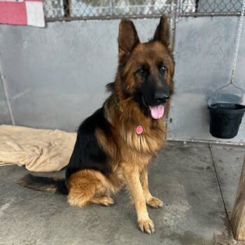 Rescue German Shepherd Dog Dogs for Adoption in New Ringgold, Pennsylvania - Bismarck | PetCurious