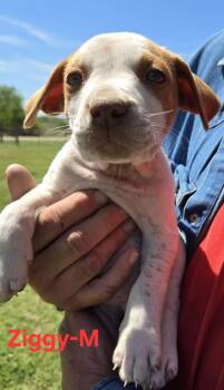 Cattle Dog Dogs Available for Adoption in Palos Heights, Illinois - Ziggy | PetCurious