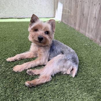 Popeye -  Yorkshire Terrier Dog for Adoption in Mission Viejo, California - Popeye | PetCurious
