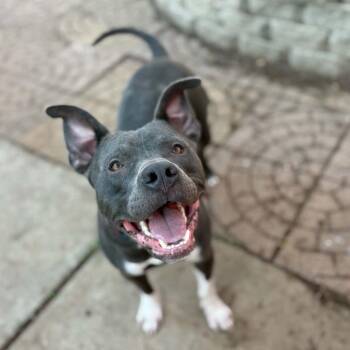 Tizzy -  Pit Bull Terrier and Mixed Breed Dog for Adoption in Pelham, New Hampshire - Tizzy | PetCurious