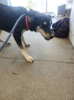 Wu -  Husky Dog for Adoption in Kingman, Arizona - Wu | PetCurious
