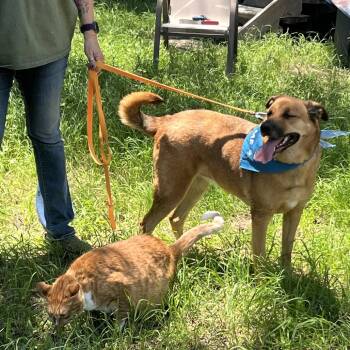 Camila -  Labrador Retriever Dog for Adoption in Austin, Texas - Camila | PetCurious