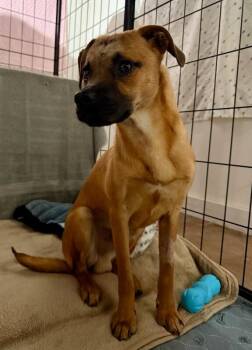 Shepherd and Mixed Breed Dogs Available for Adoption - Brownie | PetCurious