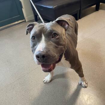 Buscemi -  Pit Bull Terrier Dog for Adoption in Pasadena, California - Buscemi | PetCurious