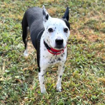 Rescue Mixed Breed Dogs for Adoption in Fredericksburg, Virginia - Xaivu | PetCurious
