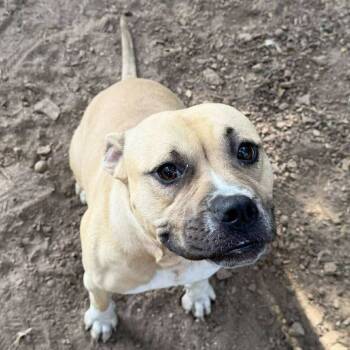 Rescue Mixed Breed Dogs for Adoption in New York, New York - Sister Lily | PetCurious