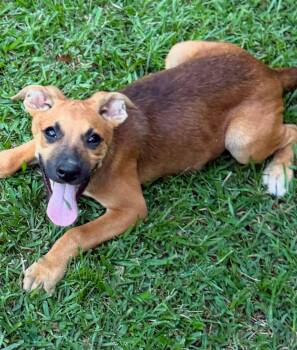 Aston -  Mixed Breed Dog for Adoption in Northwood, New Hampshire - Aston | PetCurious