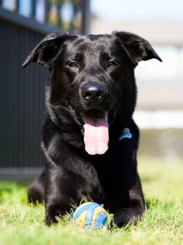 Exodus -  Shepherd Dog for Adoption in Houston, Texas - Exodus | PetCurious