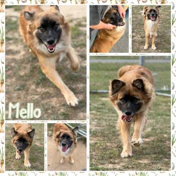 Shepherd Dogs Available for Adoption - Mello (Waldo) | PetCurious