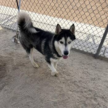 CHUCK -  Siberian Husky Dog for Adoption in Thousand Palms, California - CHUCK | PetCurious