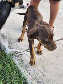 MARRY SUE -  American Staffordshire Terrier Dog for Adoption in San Antonio, Texas - MARRY SUE | PetCurious