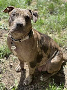 Rescue Mixed Breed Dogs for Adoption in Alden, New York - Marbles | PetCurious