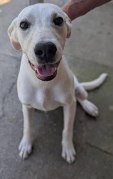 Rescue Mixed Breed Dogs for Adoption - Monty (Courtesy Post) | PetCurious