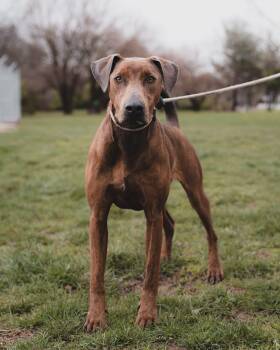 Plott Hound Dogs Available for Adoption - Mounds | PetCurious