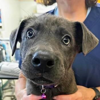 Jessie -  Labrador Retriever and Mixed Breed Dog for Adoption in Marysville, Ohio - Jessie | PetCurious