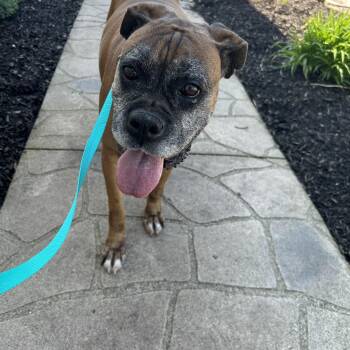 Boxer Dogs Available for Adoption in Antwerp, Ohio - Boxer Daisey  | PetCurious