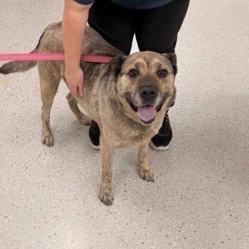 Apricot -  Shepherd and Mixed Breed Dog for Adoption in Indianapolis, Indiana - Apricot | PetCurious