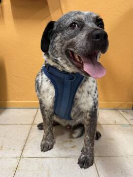 Rescue Cattle Dog Dogs for Adoption in Joshua Tree, California - BULLSEYE | PetCurious