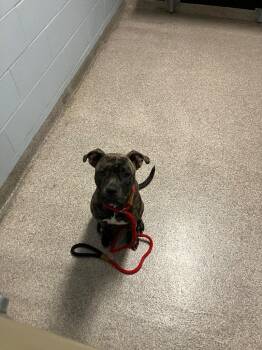 Rue -  Pit Bull Terrier Dog for Adoption in Troy, Ohio - Rue | PetCurious