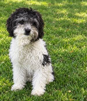 Sacha -  Miniature Poodle and Shih Tzu Dog for Adoption in Longmont, Colorado - Sacha | PetCurious
