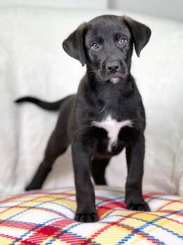 Labrador Retriever and Mixed Breed Dogs Available for Adoption in Savage, Minnesota - Wizard Of Oz - Scarecrow | PetCurious