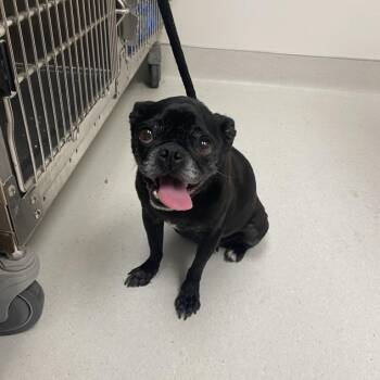Poppy -  Pug Dog for Adoption in Pasadena, California - Poppy | PetCurious