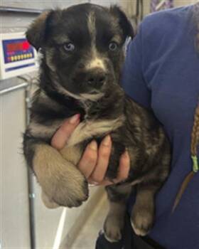 Siberian Husky and Mixed Breed Dogs Available for Adoption - A878493 | PetCurious