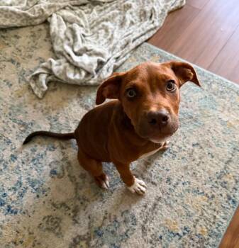 River -  American Bully Dog for Adoption in Pensacola, Florida - River | PetCurious