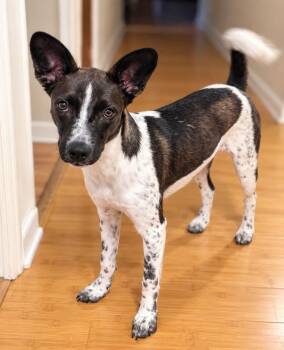 Sydney -  Mixed Breed Dog for Adoption - Sydney | PetCurious
