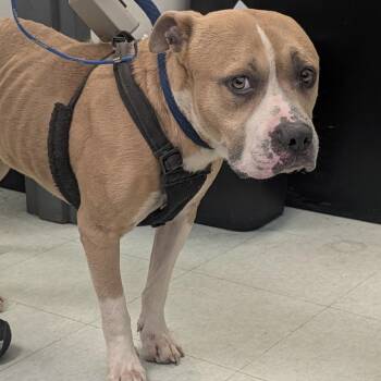 Lestat -  Mixed Breed Dog for Adoption in Philadelphia, Pennsylvania - Lestat | PetCurious