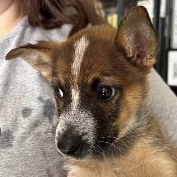 Mixed Breed Dogs Available for Adoption in Leander, Texas - Hannah | PetCurious